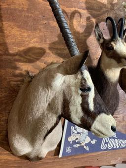 Beautiful Record Book 40 inch Kalahari Gemsbok shoulder mount