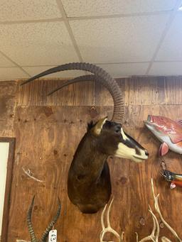 44 1/4" Record Book African Sable Antelope shoulder mount