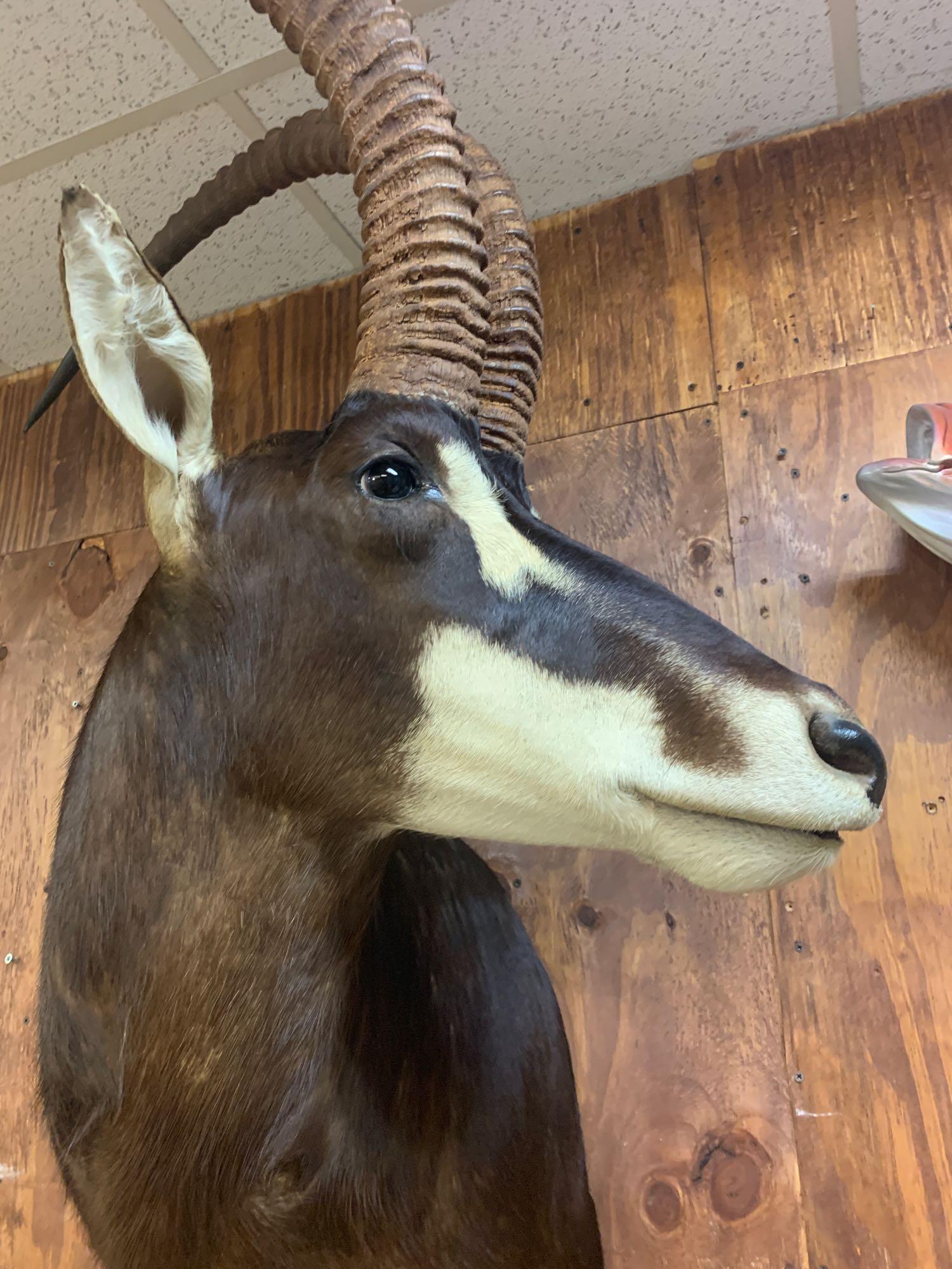 44 1/4" Record Book African Sable Antelope shoulder mount