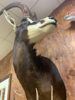 44 1/4" Record Book African Sable Antelope shoulder mount