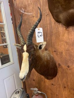 African Blesbuck shoulder mount