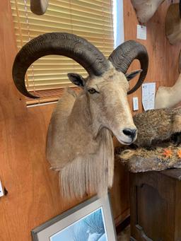 Record Book Aoudad Sheep shoulder mount