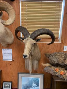 Record Book Aoudad Sheep shoulder mount