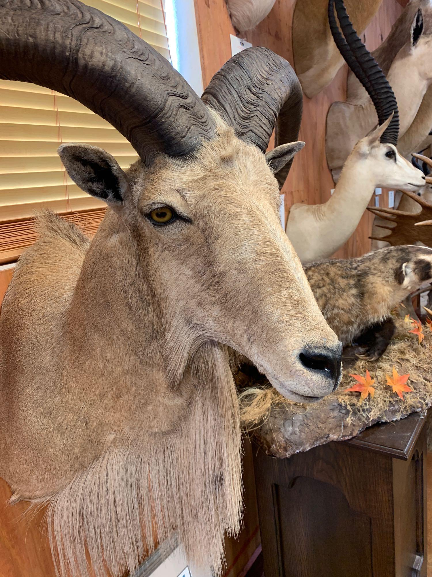 Record Book Aoudad Sheep shoulder mount