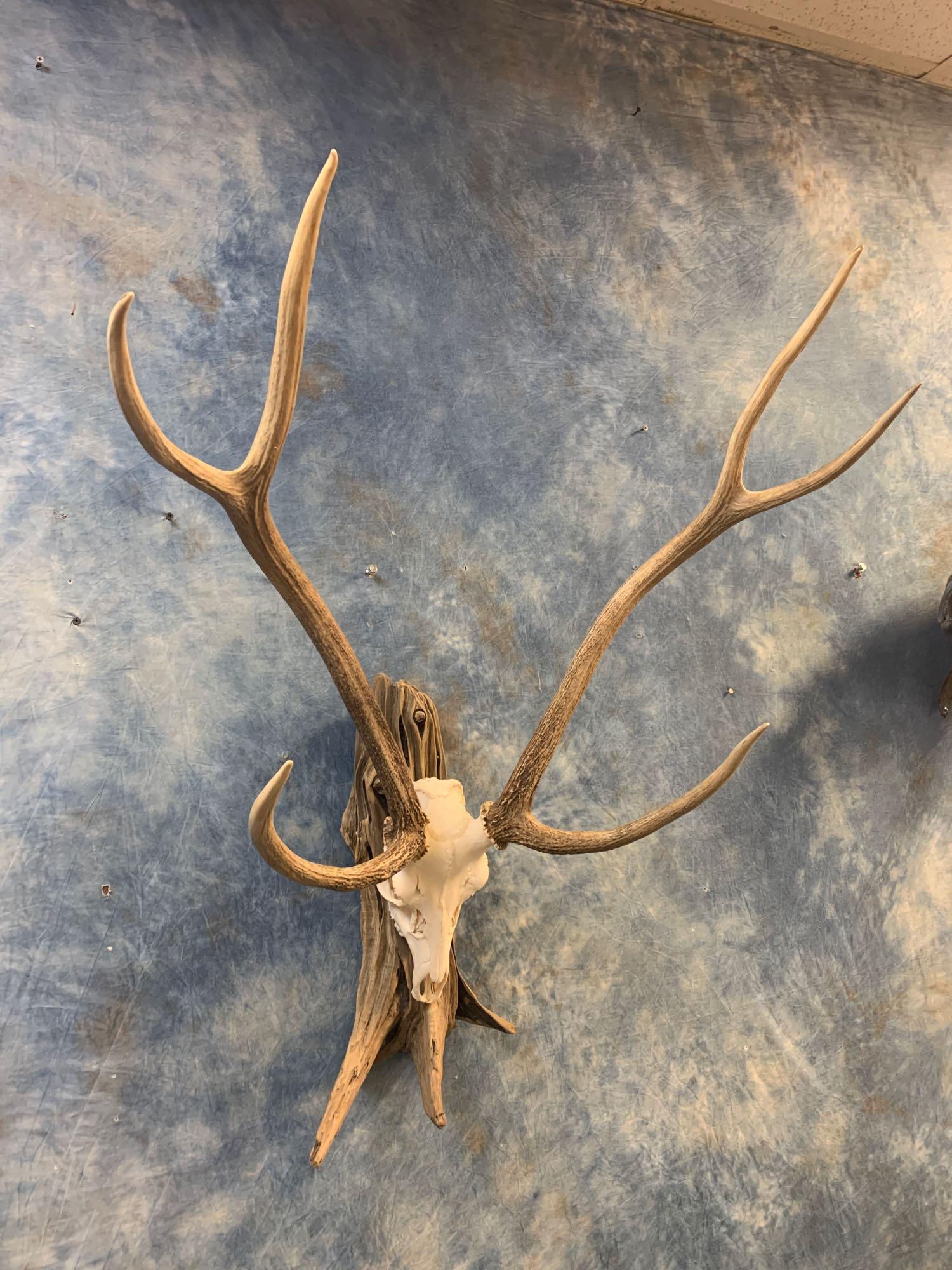 Large Trophy Axis Deer Skull on Driftwood