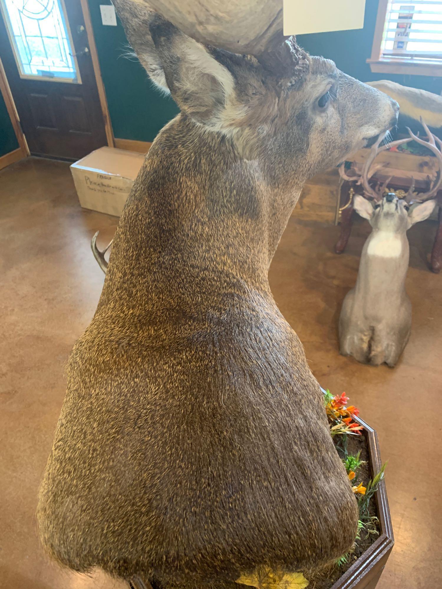 226 gross Wisconsin Whitetail Deer shoulder mount