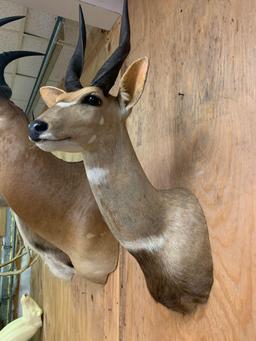 African Chobe Bushbuck shoulder mount