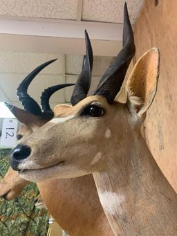 African Chobe Bushbuck shoulder mount