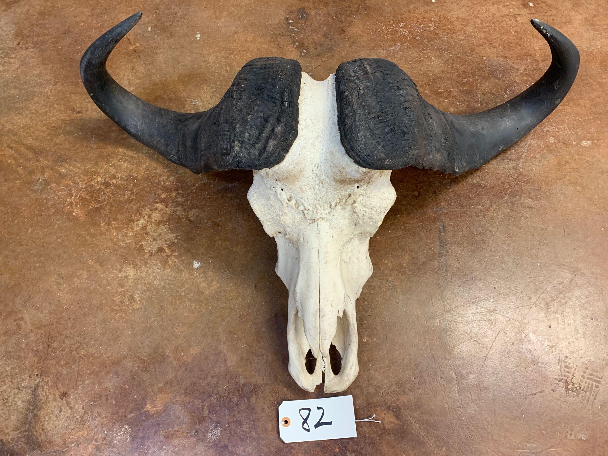 African Cape Buffalo Skull