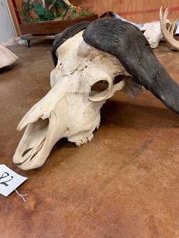 African Cape Buffalo Skull