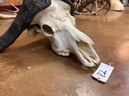 African Cape Buffalo Skull