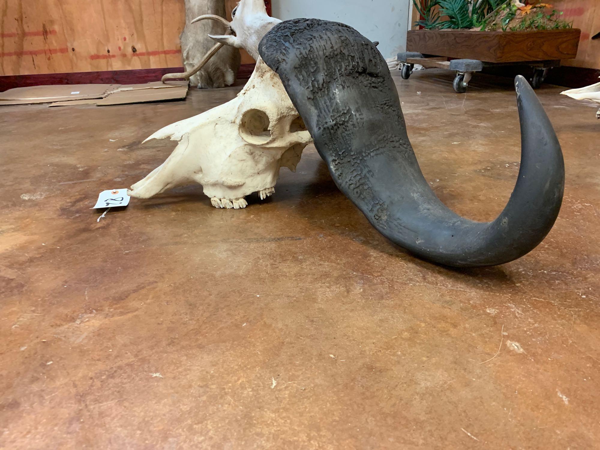 African Cape Buffalo Skull