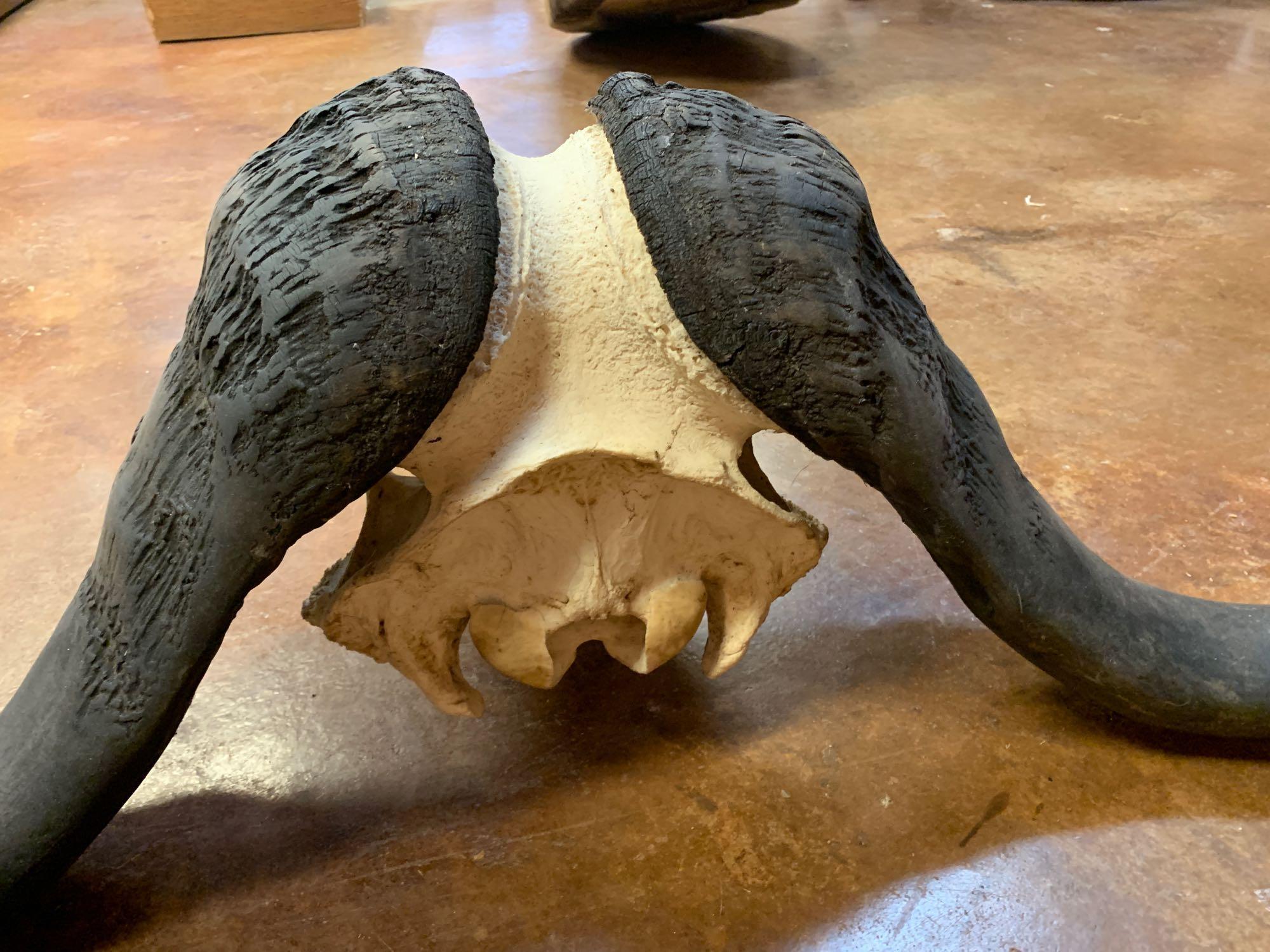 African Cape Buffalo Skull