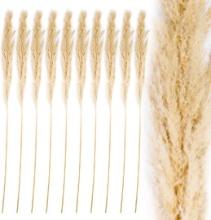 Tall Natural Dried Pampas Grass, Natural Cream Color, 51-55", Bulk 24 Pcs.  Retail $95.00