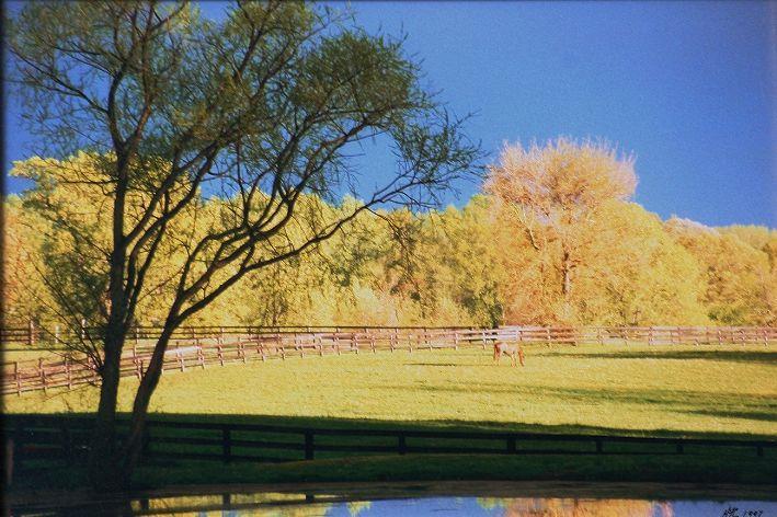 Sunny Pasture Photo by HFC 1997.