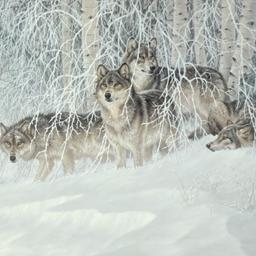 Larry Fanning (1938-2014), "Winter's Lace - Gray Wolves" Limited Edition Lithogr