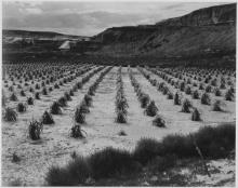 Adams - Corn Field, Indian Farm near Tuba City, Arizona 1941 2