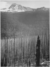 Adams - Glacier National Park Burned Area