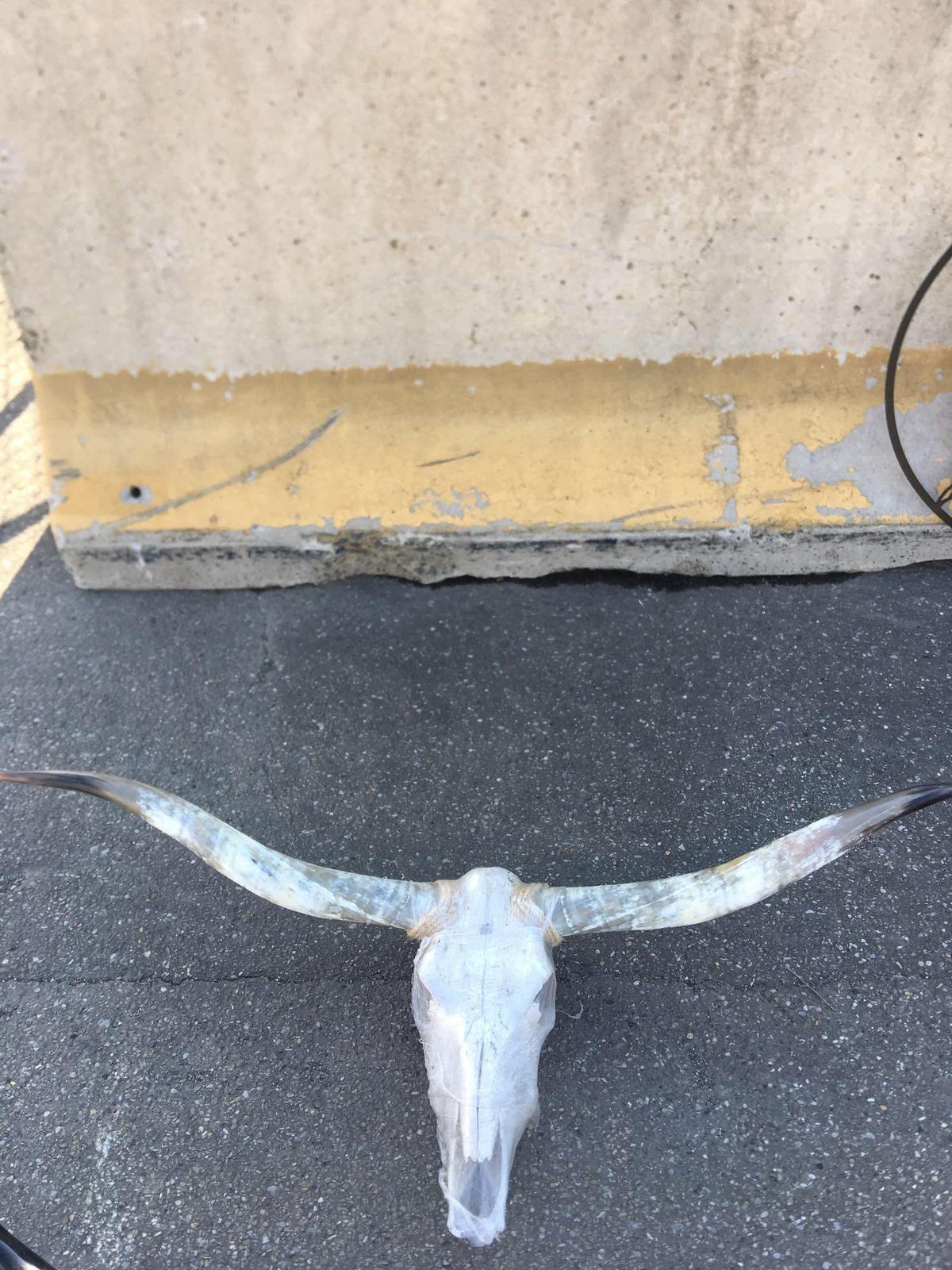 Longhorn Skull