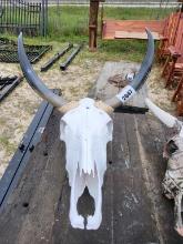Long Horns W. Skull