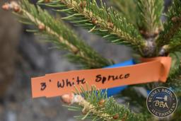 WHITE SPRUCE 1079