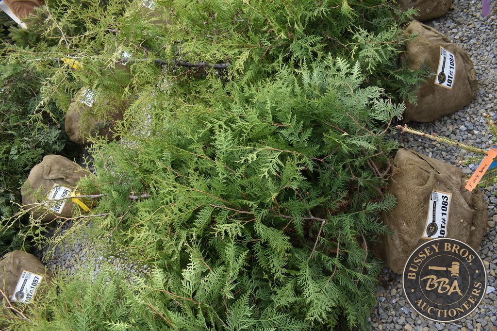 ARBORVITAE THUJA 1083