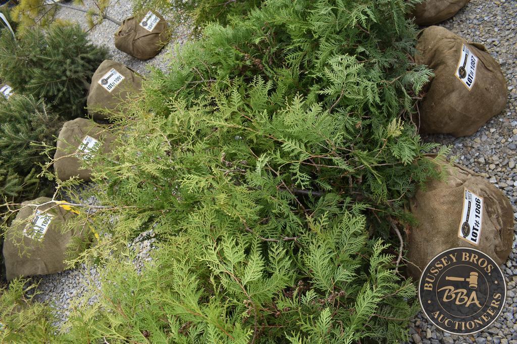 ARBORVITAE THUJA 1086