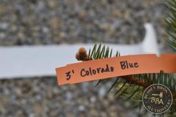 COLORADO BLUE 1123