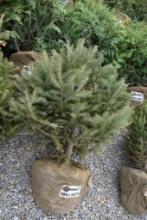 WHITE SPRUCE 1078