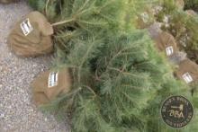 SCOTCH PINE 1112