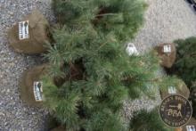 SCOTCH PINE 1118