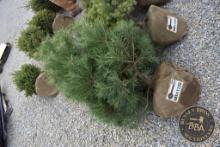 SCOTCH PINE 1120