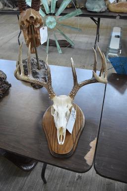1 Roe Deerskull, 1 Whitetail Skull (2x$)
