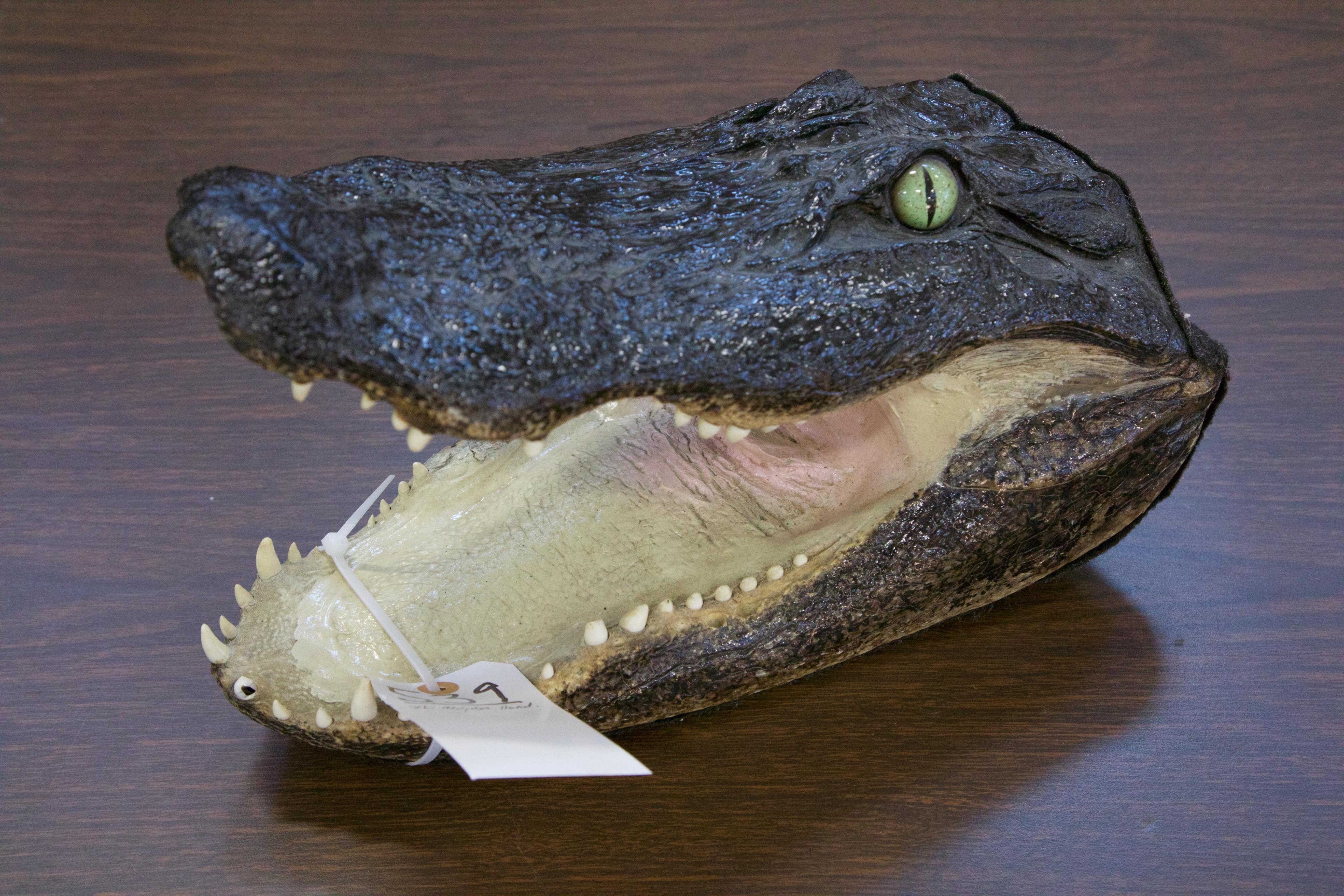 Xl Alligator Head