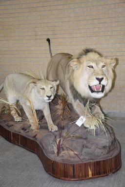 2 African Lions Stalking (tx Res Only) (one $)