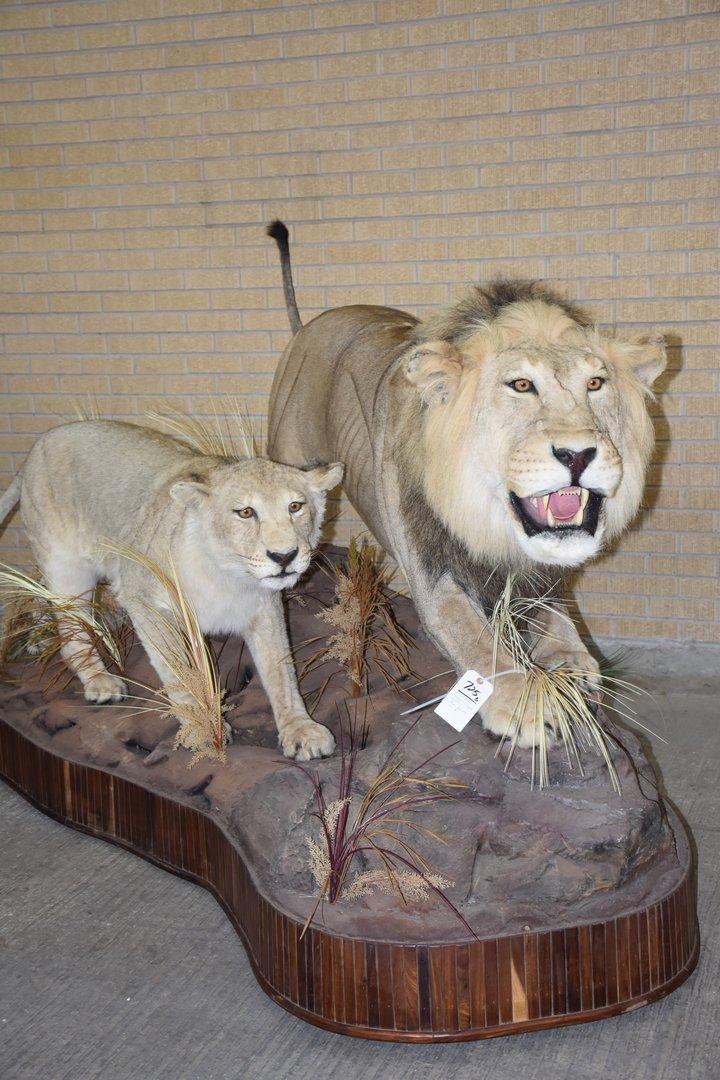 2 African Lions Stalking (tx Res Only) (one $)