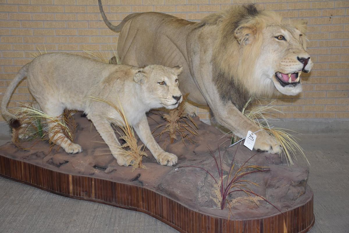 2 African Lions Stalking (tx Res Only) (one $)