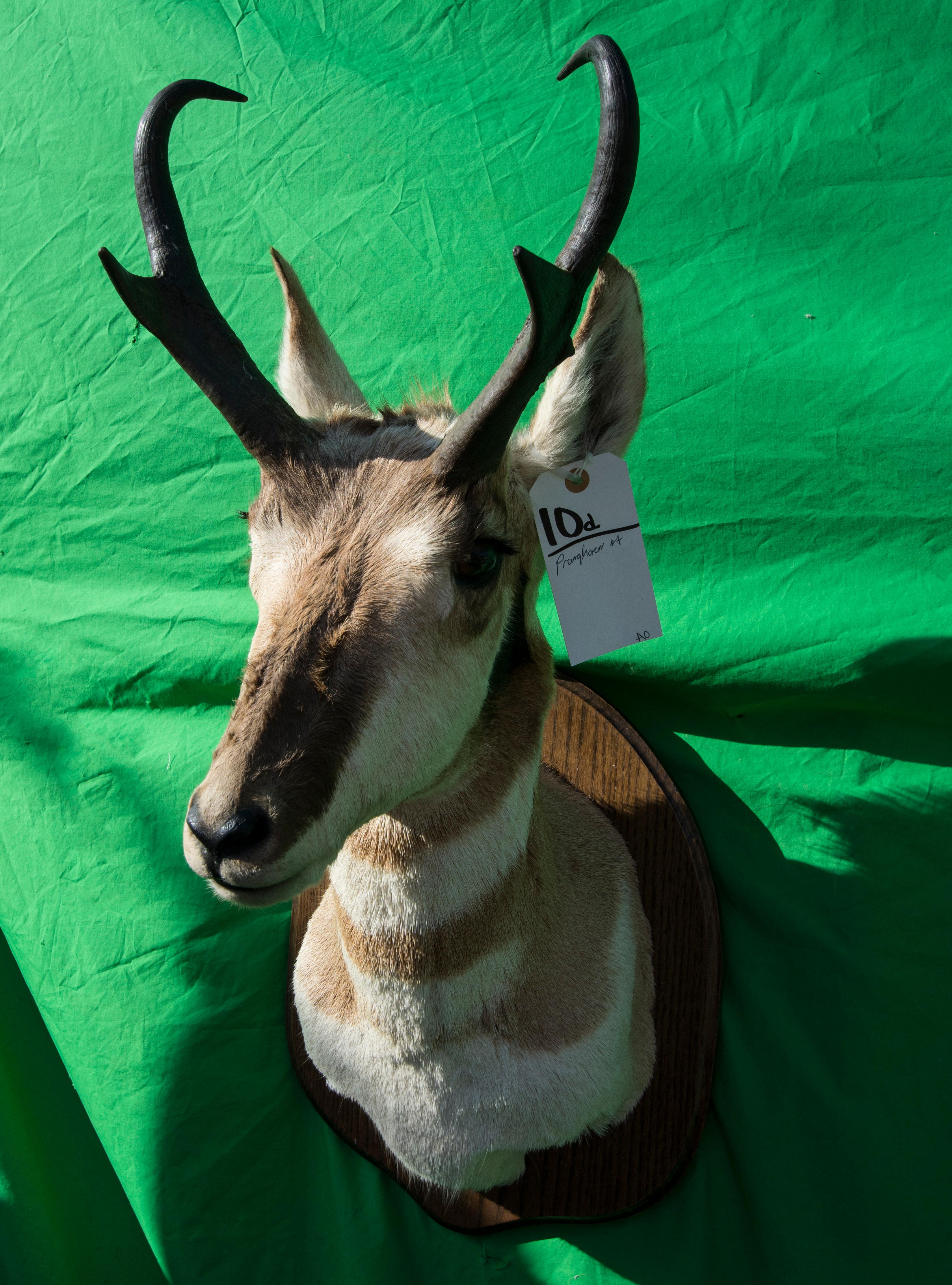 PRONGHORN