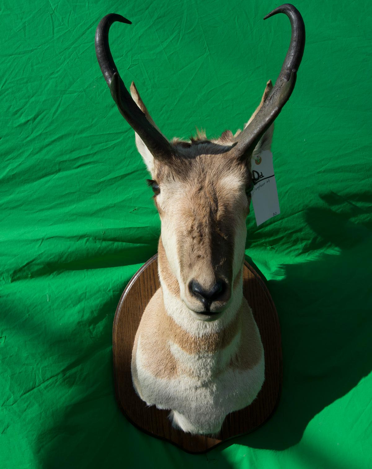 PRONGHORN