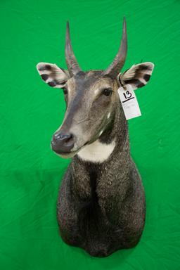 NEW NILGAI SM