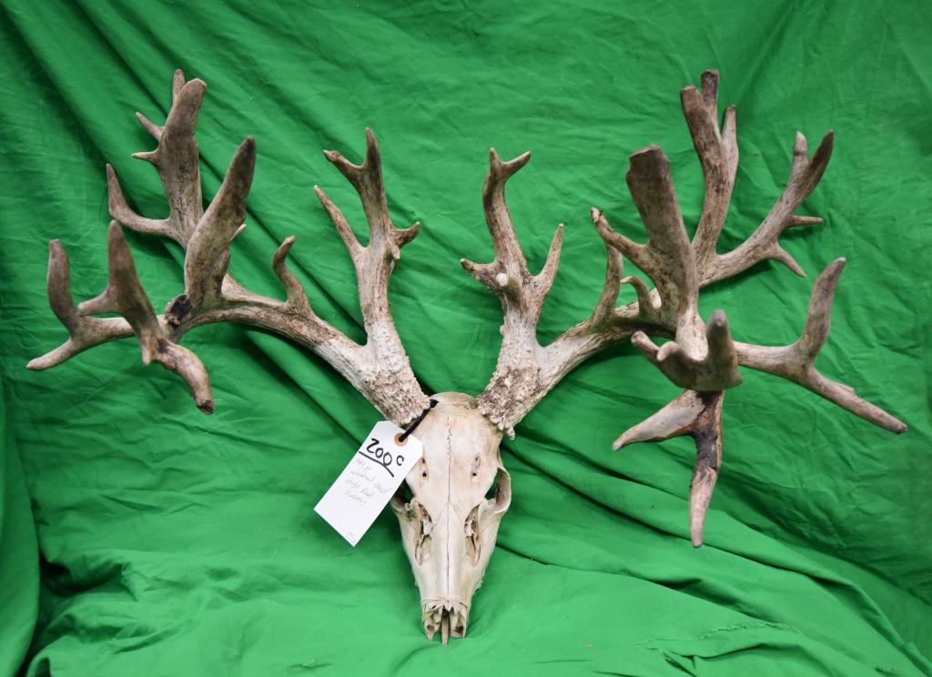 44 PT WHITETAIL SKULL