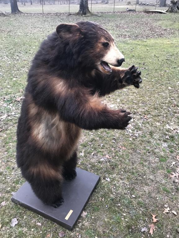 BLACK BEAR CUB -STANDING ON REAR LEGS