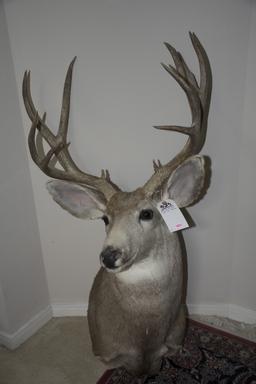 ROCKY MTN MULE DEER 12 PT B&C 196 GREEN