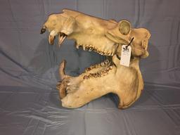 HIPPO SKULL W/REAL TEETH