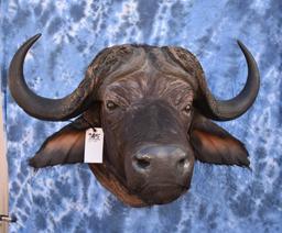 CAPE BUFFALO