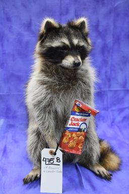 FB RACCOON W/HAND IN CRACKER JACK BOX