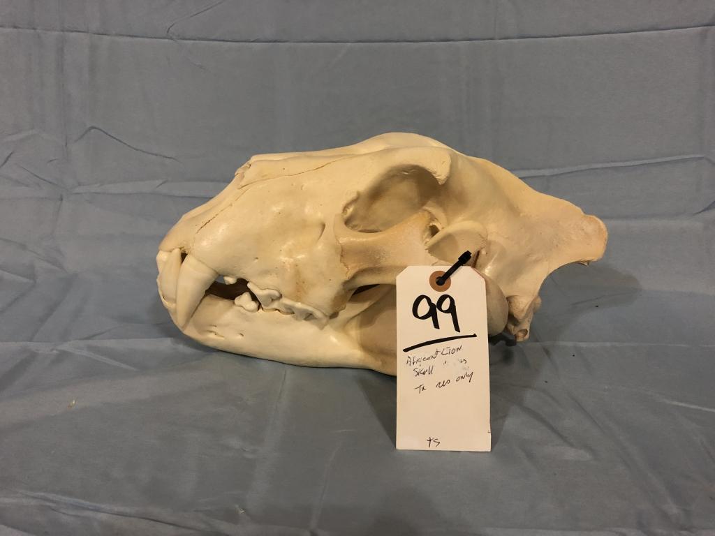 AFRICAN LION SKULL (TXRESONLY)