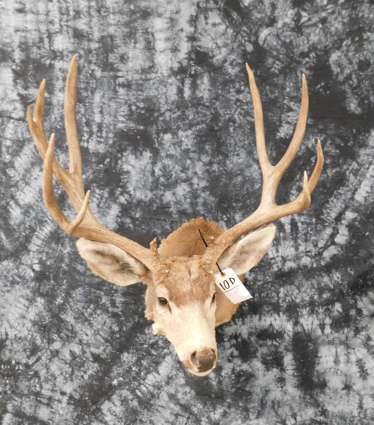 MULE DEER 13PT HEAVY RACK