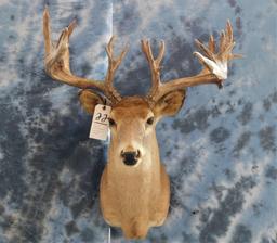22 PT WHITETAIL -LOW FENCE DEER