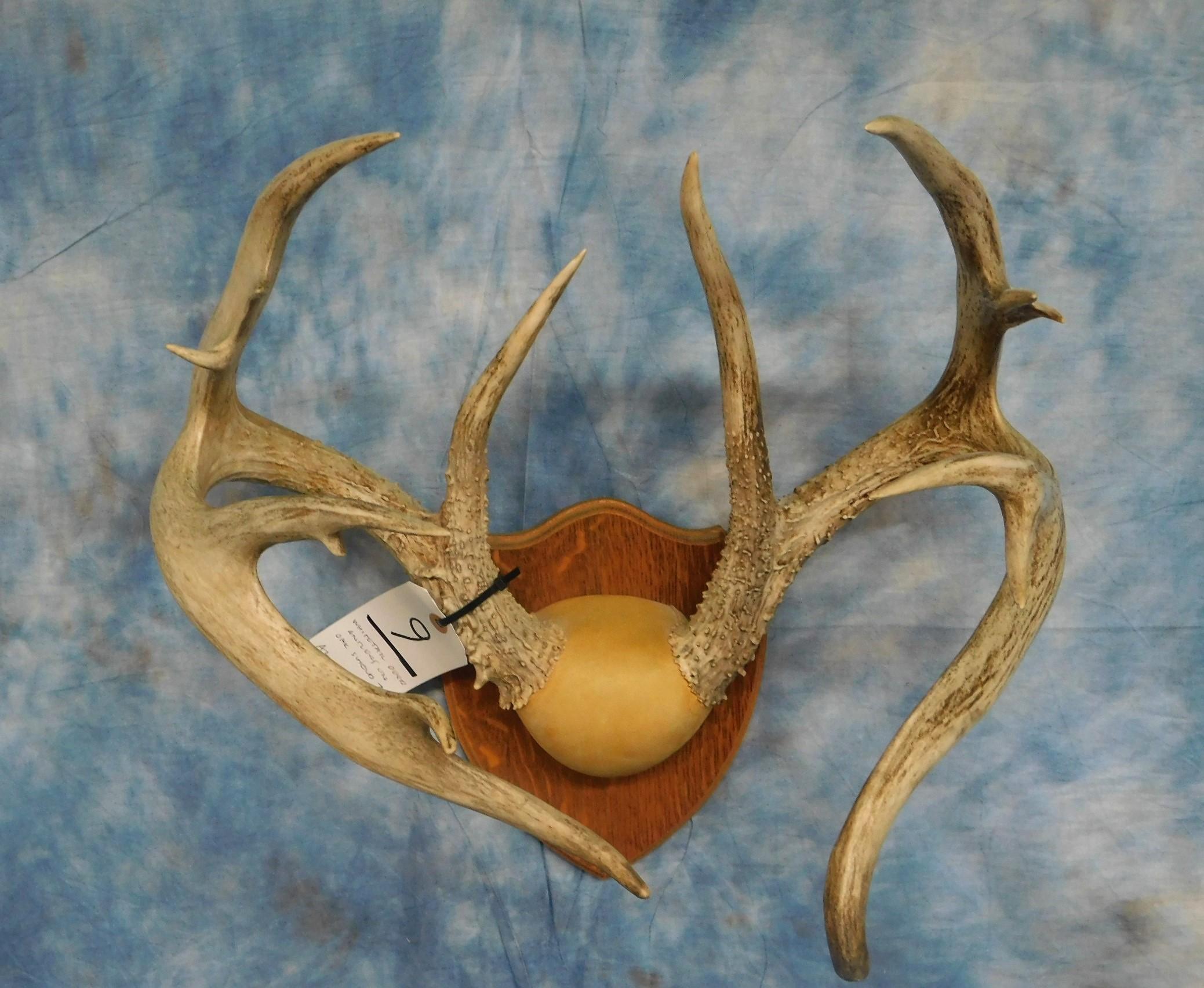 WHITETAIL DEER ANTLERS ON OAK SHIELD 7X7